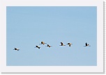 3 migration 7999 * 900 x 600 * (207KB)